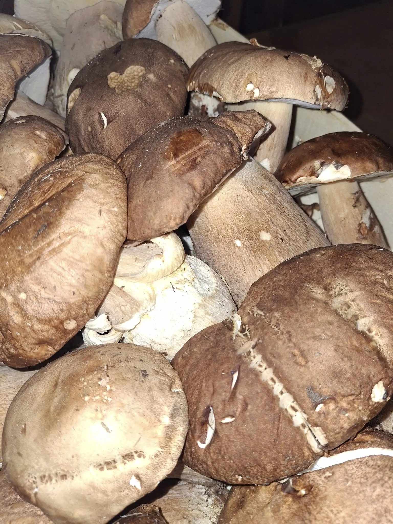Ristorante Da Carla - porcini.webp